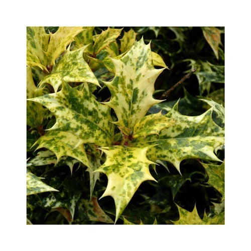 À avoir au jardin：Osmanthe à feuilles variables Tricolor. Le pot de 2 litres