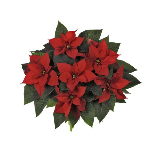 Espace vert facile:Poinsettia pailleté rouge la coupe Ø 27 cm