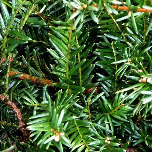 Espace vert essentiel:Taxus Baccata 60/70 cm en pot de 5 L