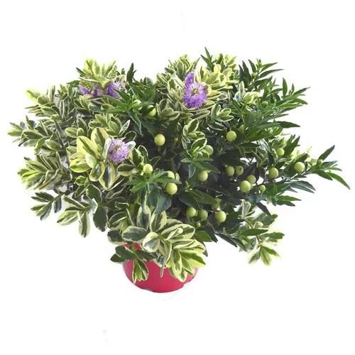 Votre allié à l’extérieur：Melange Veronique/Solanum - Le pot de 19 cm