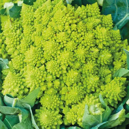 Adapté au jardin:Chou Romanesco Bio. La barquette de 6 plants