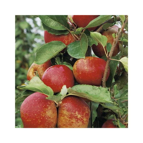 Équipement au jardin：Pommier Belle De Boskoop. Le pot de 10 litres forme palmette U simple