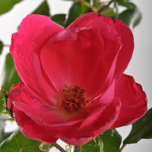 Idée jardin:Rosier Knock out Radrazz rouge. Le pot de 2 litres