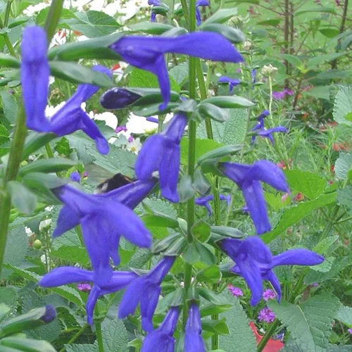 Pour valoriser votre jardin：Salvia Patens - Le pot de 3 litres