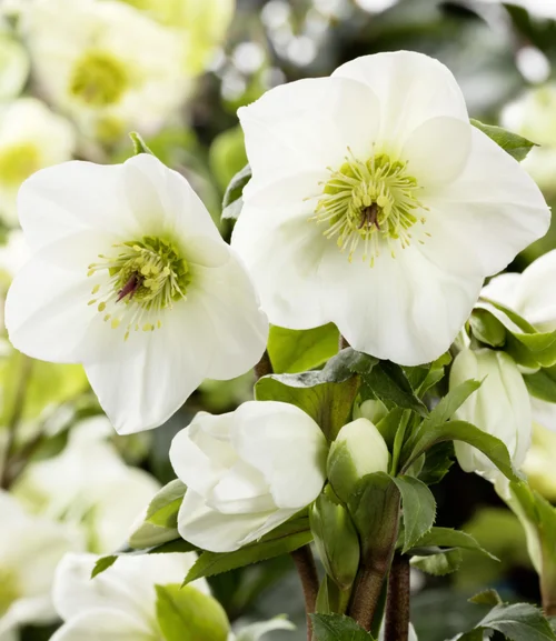 Le choix jardin:Hellébore Hgc® Ice N'Roses® White - Le pot de 2 litres