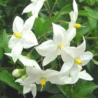 Jardin & confort:Solanum faux jasmin tige - Avec cache pot