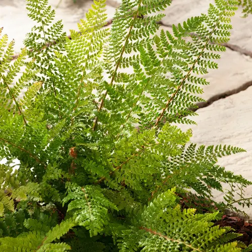 Pour le jardin:Fougère Polystichum setiferum - Le pot de 2 litres