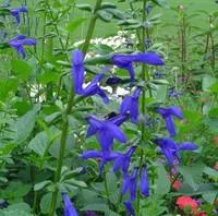 Tout au jardin:Salvia Patens - Le pot de 2 litres