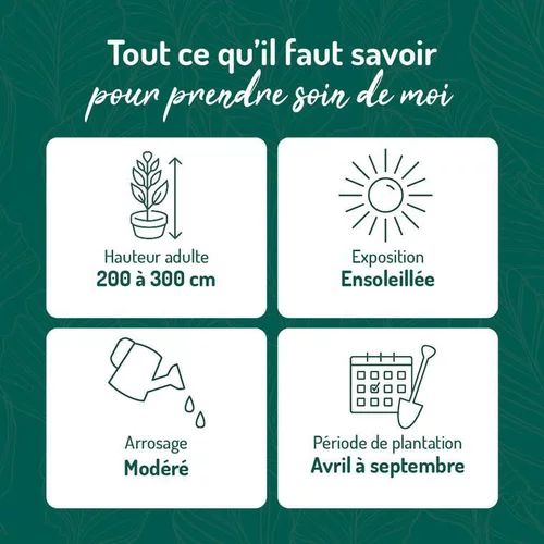 Jardin et déco:Yucca filifera vert. Le pot de 15 litres