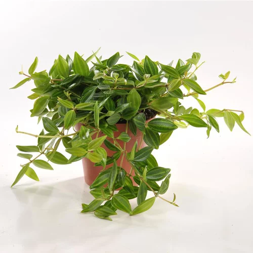 Jardin inspiration：Peperomia angulata en pot Ø 12cm