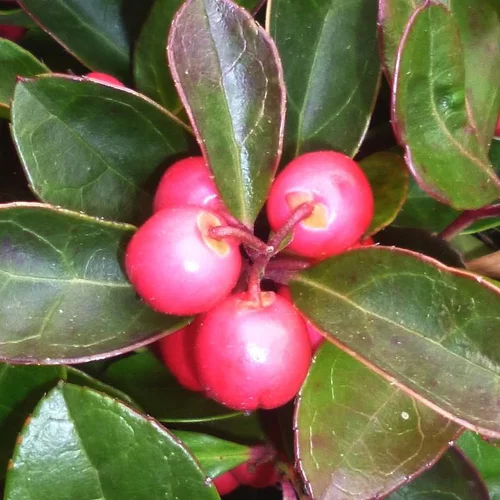 Confort extérieur：Gaulthérie couchée à fruits rouges - Le pot de 0,5 litre
