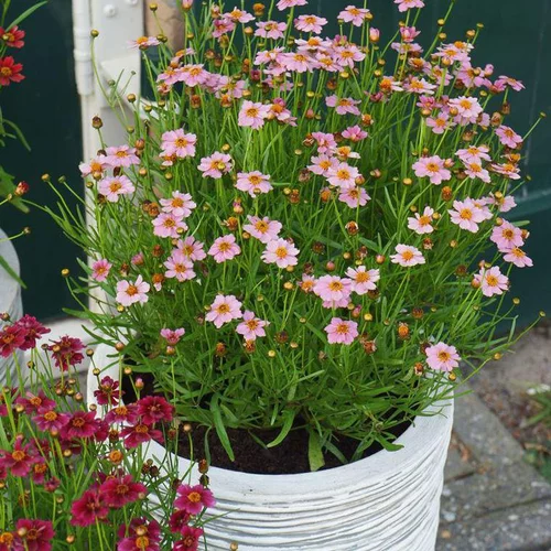 Jardin pratique:Coreopsis Roseapink - Le pot de 4 litres