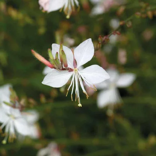 Jardin tendance:Gaura blanc Rose - Le pot de 9 x 9 cm