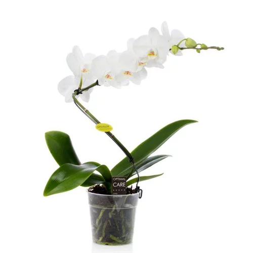 Idée extérieur：Phalaenopsis spirale multicolore botanic® – Pot de 12 cm
