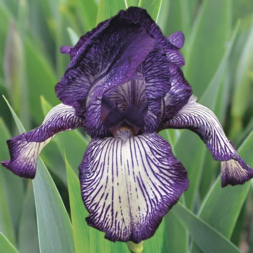 Utile jardin：Iris des jardins Circus Stripes - Le pot de 1 litre