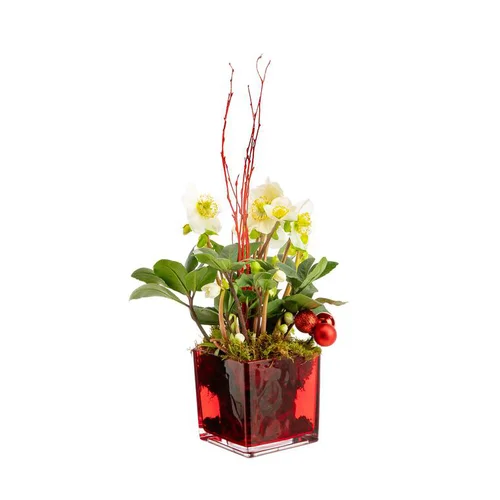 Pour votre espace vert:Hellébore en verrerie rouge