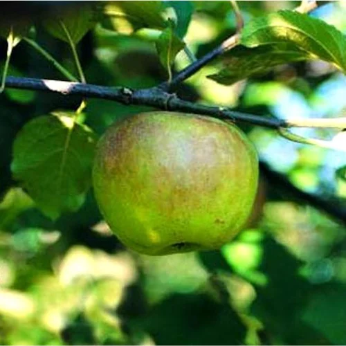 Un atout au quotidien:Pommier Reinette Blanche Du Canada. Le pot de 12 litres, forme gobelet