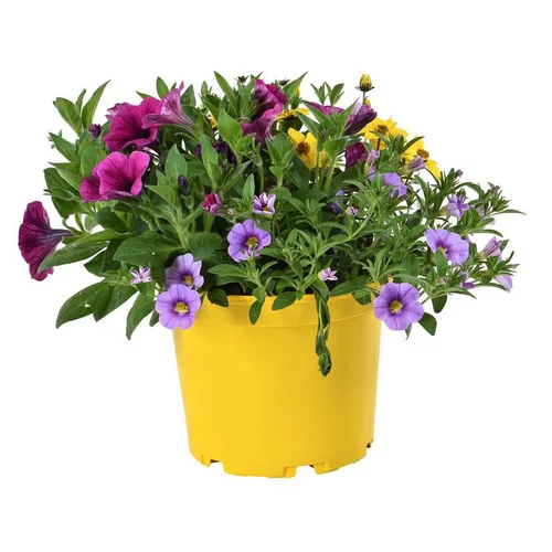 Pour valoriser vos extérieurs：Mélange confetti - Le pot de 4 litres