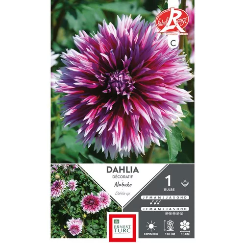 Essentiel maison：Dahlia dentelle Nabuko violet pointe blanc Ernest Turc - 1 bulbe