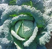 Jardin confort plus:Chou Frise Bio. La barquette de 6 plants