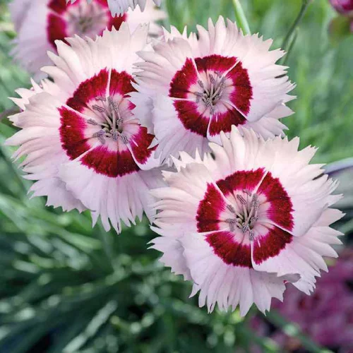 Pour plus de praticité au jardin:Dianthus Nain Cherry Daiquiri - Le pot de 9 x 9 cm