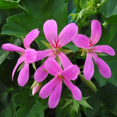 Solution utile:Geranium Lierre Simple - La barquette de 6 plants