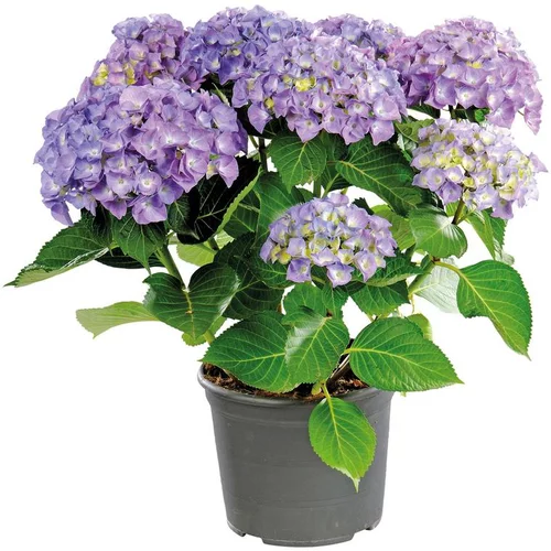 Jardin à équiper:Hortensia à grandes fleurs en pot de 10 litres