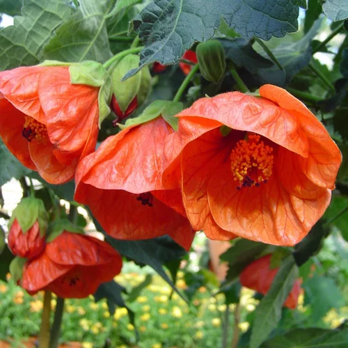 Jardin et plaisir：Abutilon Varié. Le pot de 7 litres