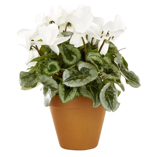 Choix pour le jardin：Cyclamen grandes fleurs blanc decora - Le pot de diamètre 20 cm