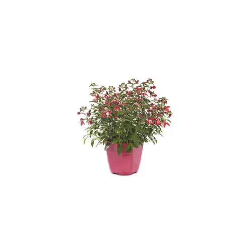 Pour organiser vos extérieurs:Fuchsia érigé - Le pot de 5 litres