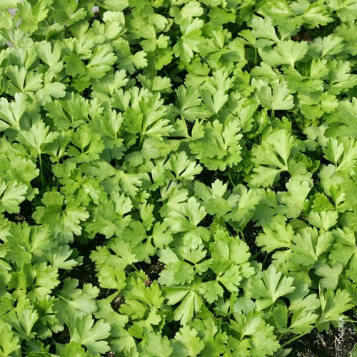 Le choix jardin：Coriandre Bio. Le pot de 1 litre