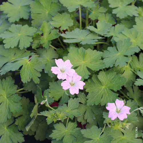 Pour vos envies de jardin:Géranium Dreamland - Le pot de 2 litres