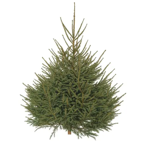 Plaisir dehors:Sapin Epicea coupé - de 100 à 150 cm