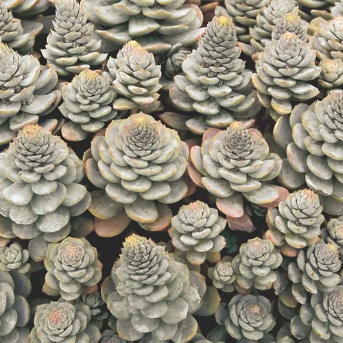Un atout pour le jardin：Orastachys - Le pot de 0,5 litre