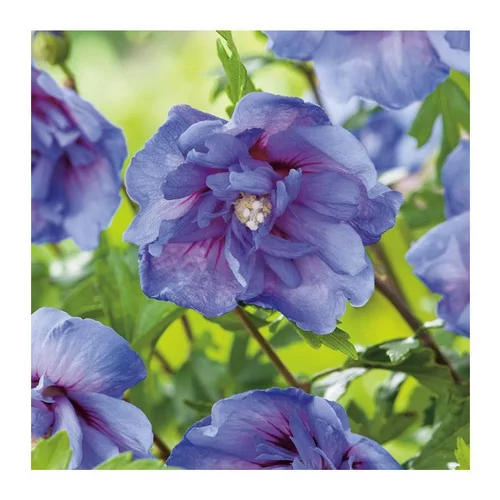 Au service de vos extérieurs：Althéa Blue Chiffon - pot 5 L