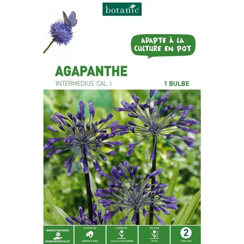 Pour personnaliser vos extérieurs:Agapanthe Intermedius - Violet - 1 bulbe
