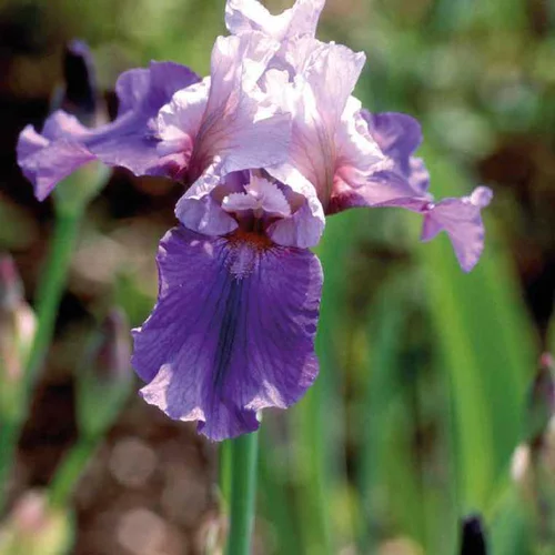 Jardin équipement:Iris des Jardins blanc-Bleu - Le pot de 9 x 9 cm