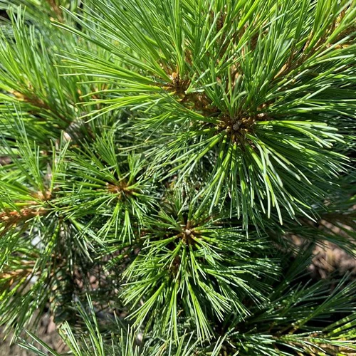 Déco pour le jardin：Pin de Weymouth nain (Pinus Strobus nana) 50/60. Le pot de 20 litres