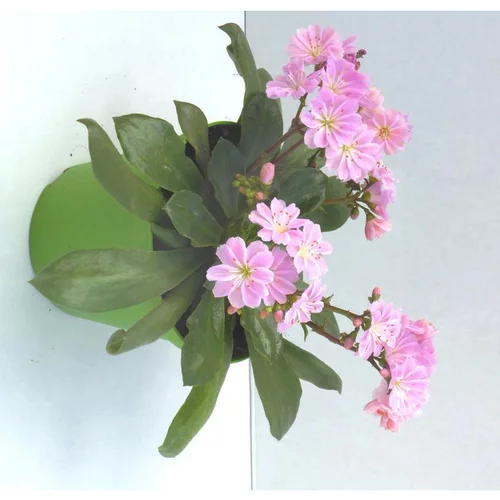 Jardin pratique：Lewisia Cotyledon - Le pot de 10.5 cm
