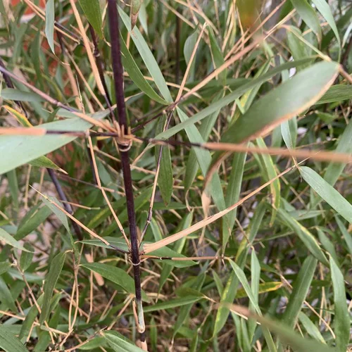Tout au jardin：Bambou Fargesia Scabrida Asian Wonder vert. Le pot de 10 litres, 80/100 cm