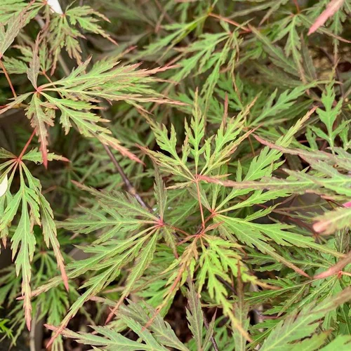 Une idée pratique pour l’extérieur:Erable du Japon Orangeola greffe 1/4 tige. Le pot de 10 litres