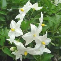 Confort dehors:Solanum faux jasmin tige - Le pot de 3,5 litres