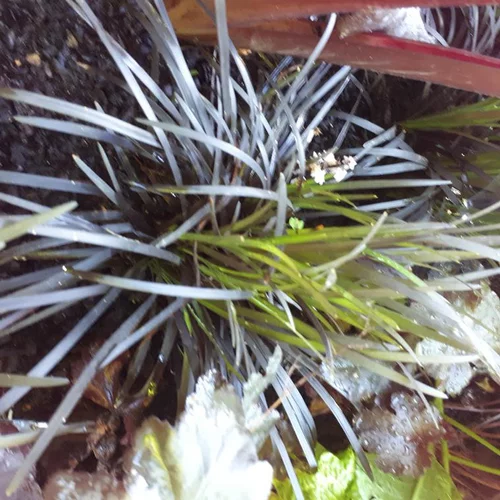 Pour personnaliser vos extérieurs:Ophiopogon Nigrescens - Le pot de Ø 30 cm
