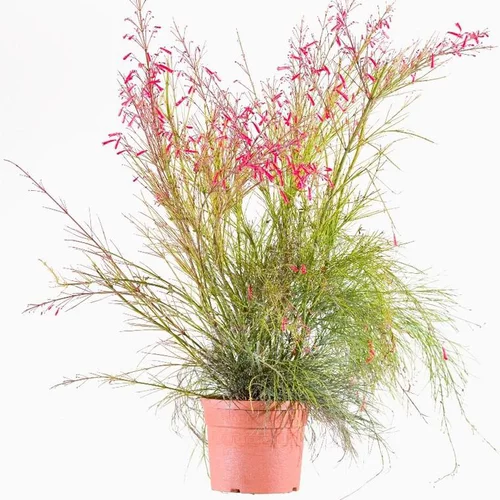 Jardin idée：Russelia Equisetiformis - Le pot de 2,5 litres