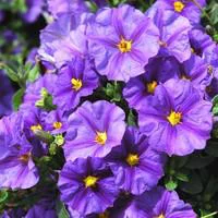 Pour un extérieur plus agréable：Solanum Rantonnetii - Le pot de 2,5 litres