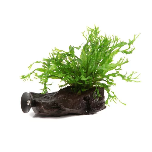 Un atout pour vos extérieurs:Plante aquatique Microsorum pteropus Narrow sur racine - Taille S
