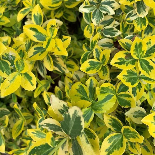 Jardin au quotidien:Fusain Emerald’n Gold (Euonymus Fortunei). Le pot de 2 litres