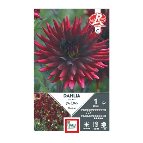 Pour vos extérieurs：Dahlia cactus Chat noir rouge foncé Ernest Turc - 1 bulbe
