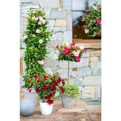 Pour vos projets jardin:Dipladénia Fushion California Cylindre - Le pot de 15 litres
