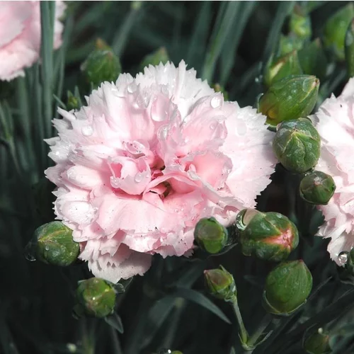 Pour vos espaces：Œillet mignardise - La jardinière de 40 cm